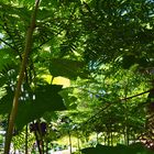 Fern Canopy