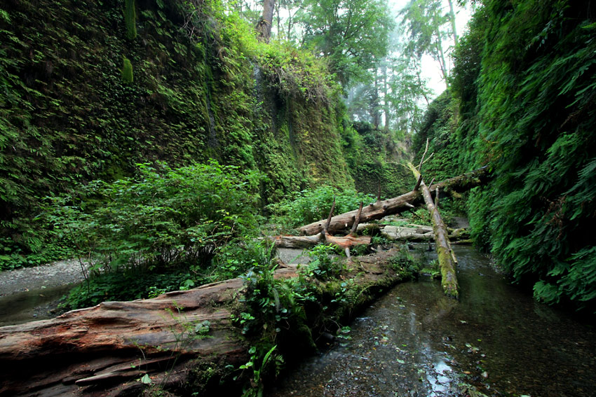 Fern Canyon