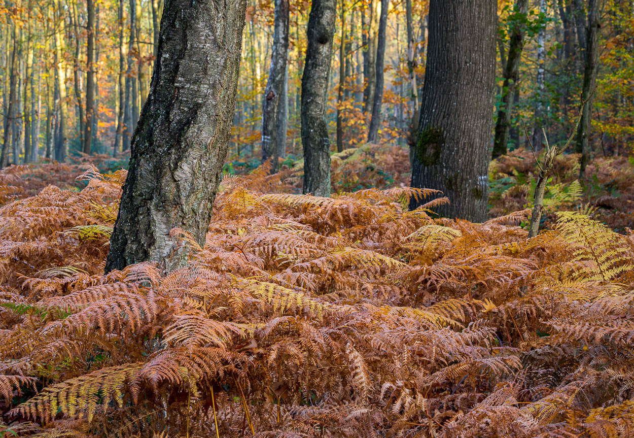 Fern Forest