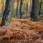 Fern Forest