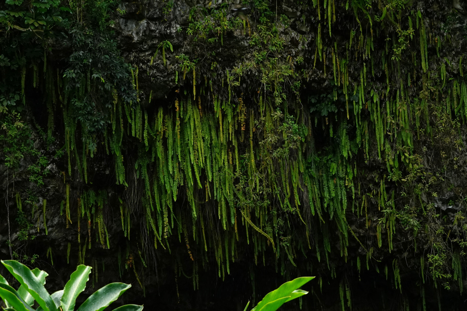 Fern Grotto am Wailua-River