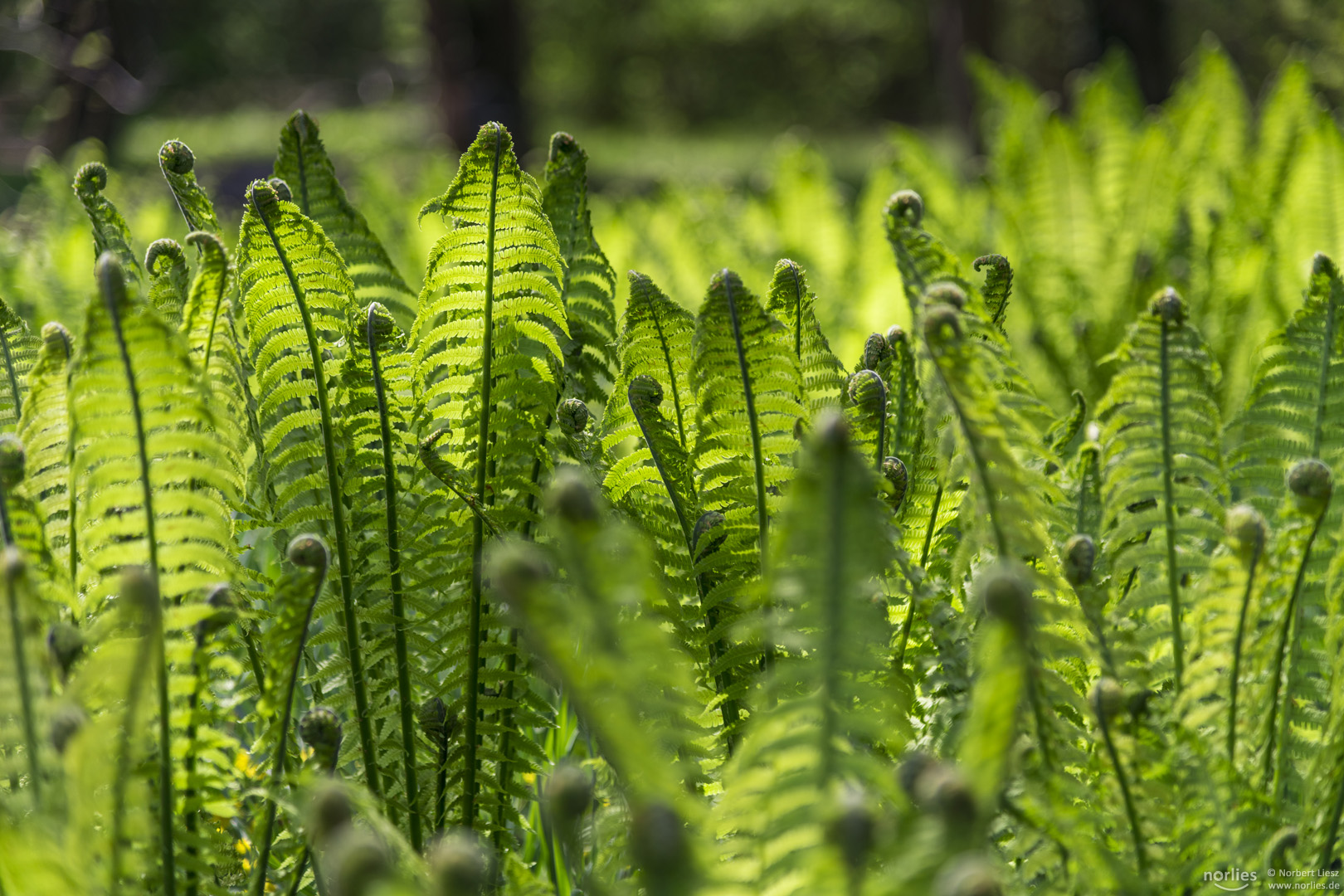 fern in the light