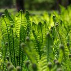 fern in the light