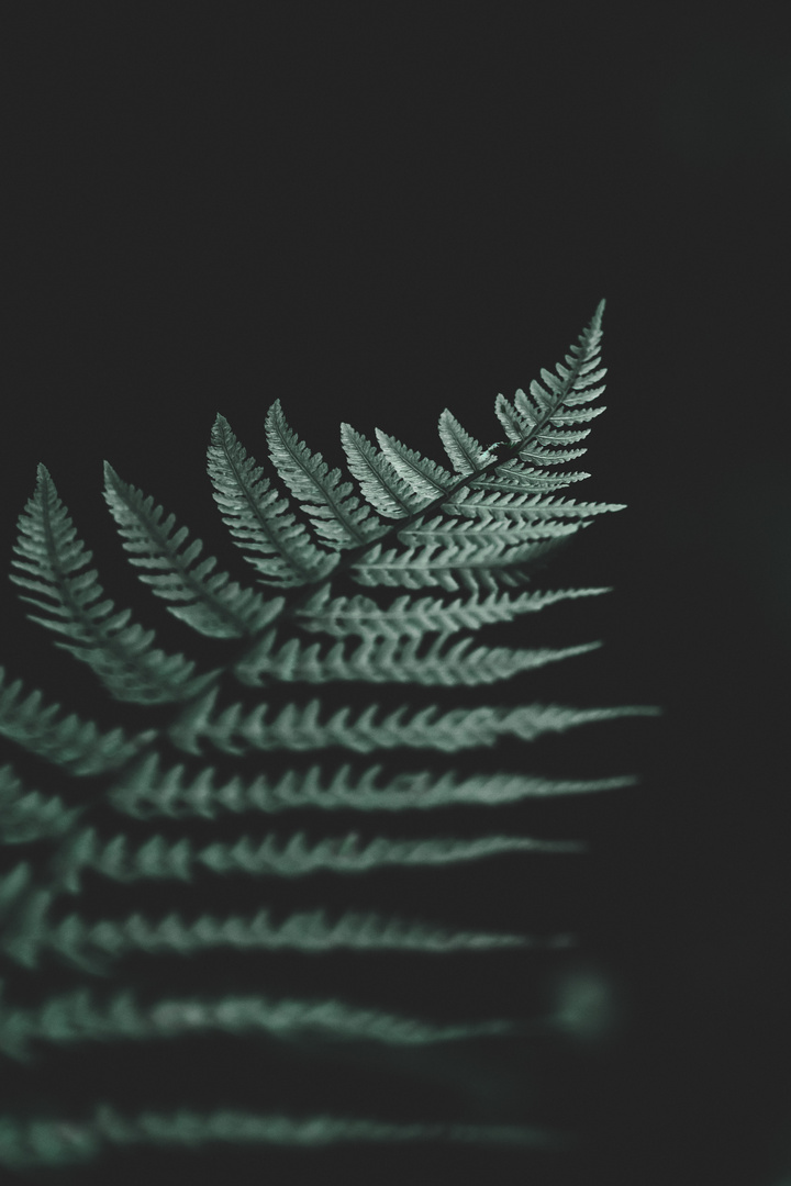 fern mood 