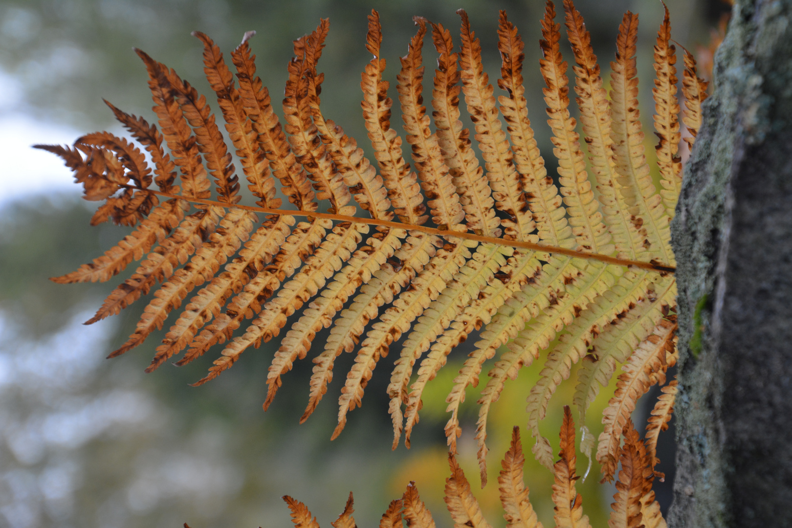 Fern on autumn