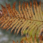 Fern on autumn