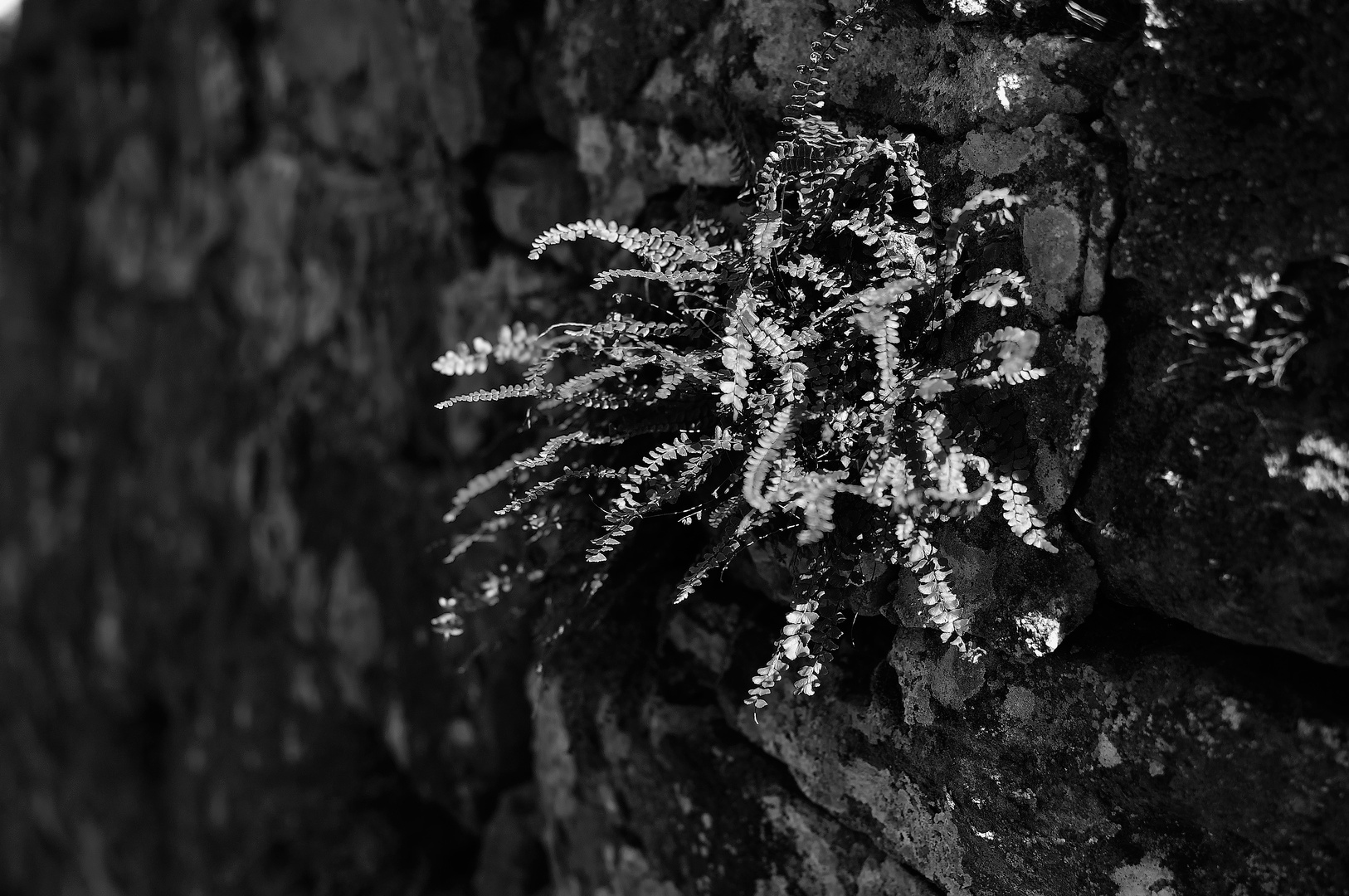 fern on the wall