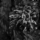 fern on the wall