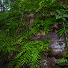 Fern Plants Growing On Rocks