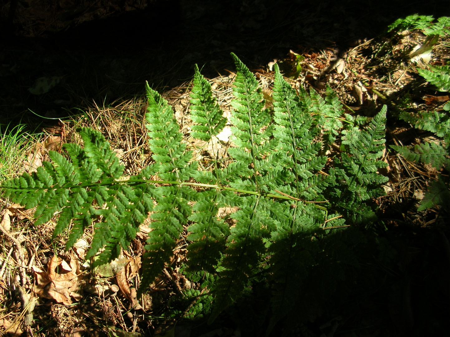 fern - ray of sunlight