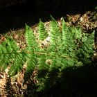 fern - ray of sunlight