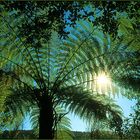 Fern Tree - Farnbaum