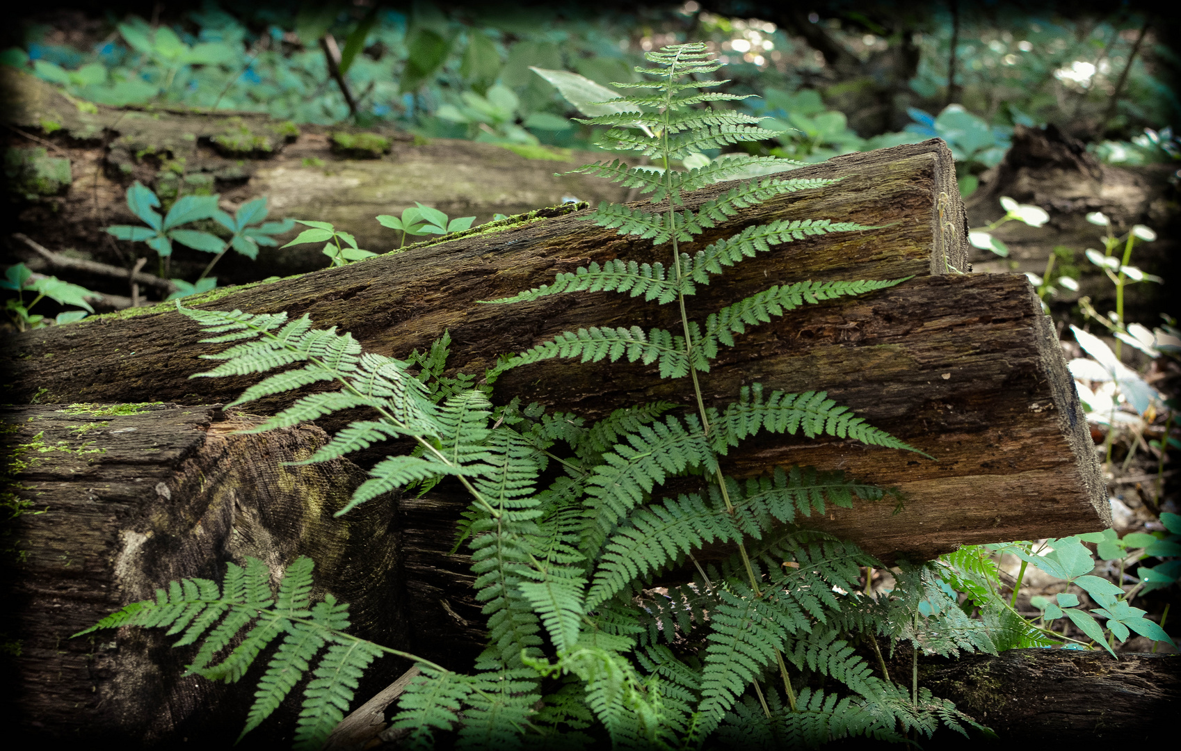 Fern / Tree Stump 1