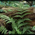 Fern / Tree Stump 1