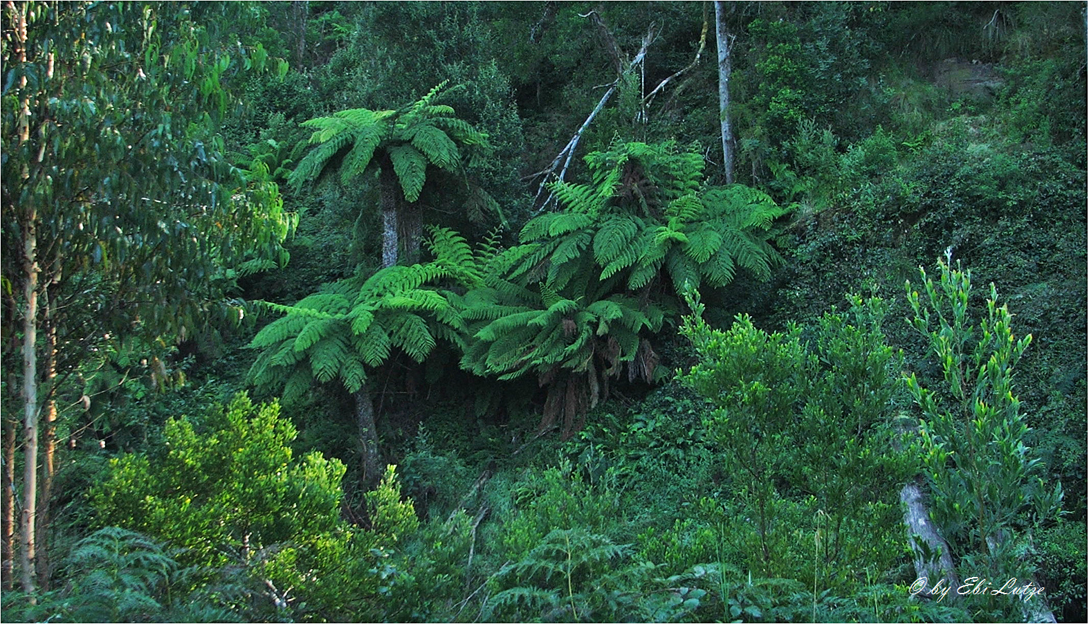 ** Fern Trees **