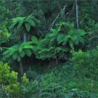 ** Fern Trees **