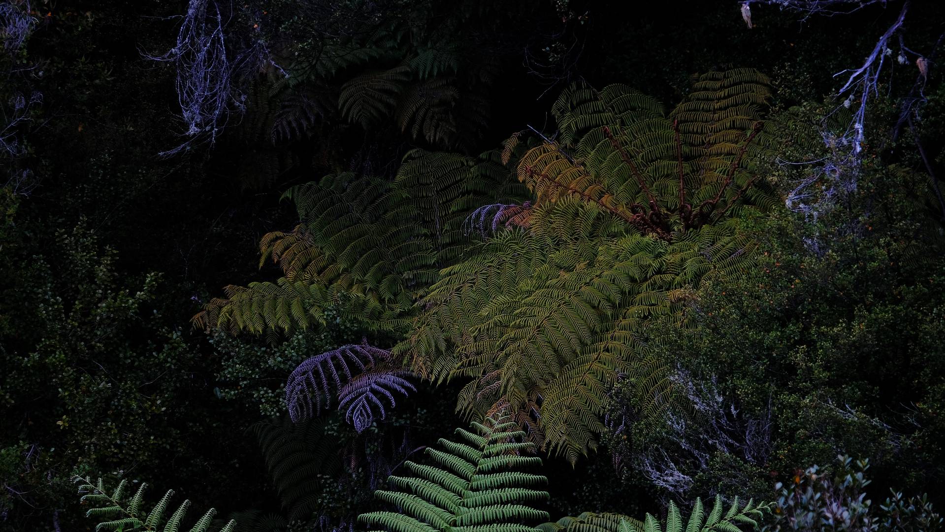 Fern Trees an der Westküste der Südinsel - NZ 