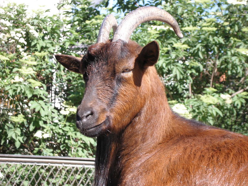 Fernandezziege im Tiergarten Pfungstadt genießt die Sonne