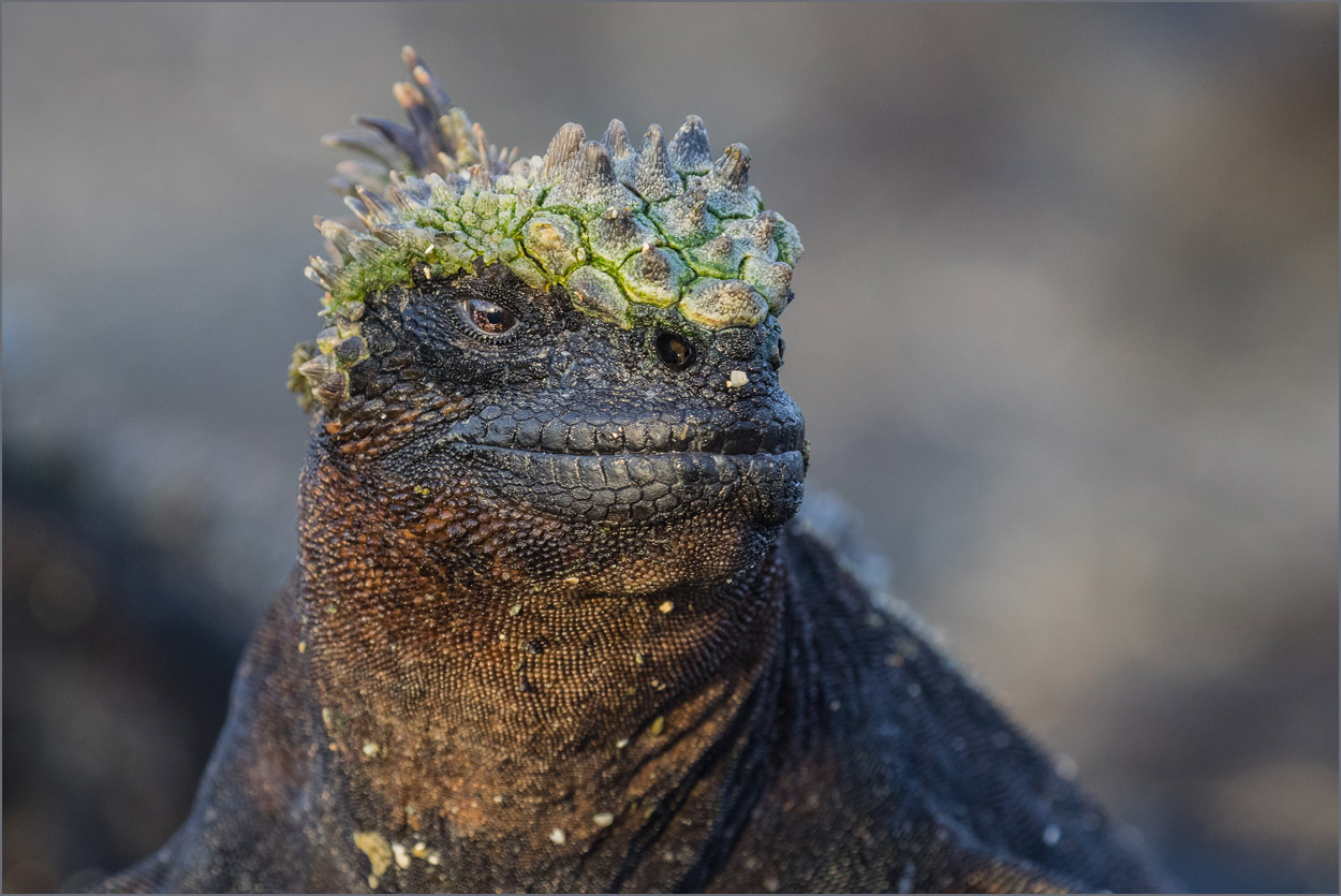 Fernandina Foto & Bild natur, tiere, wildlife Bilder auf