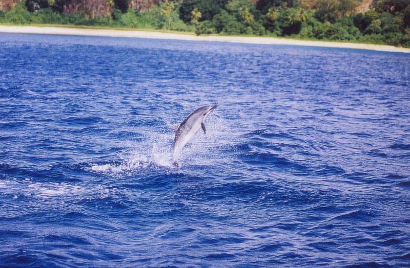 Fernando de Noronha V - Golfinho