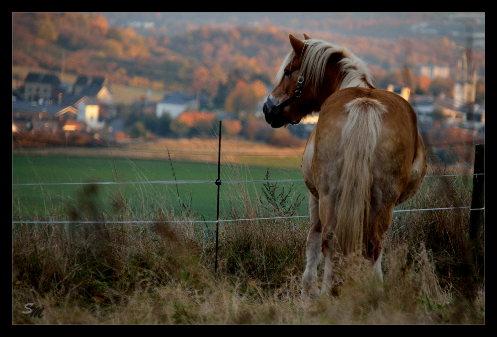 ~ Fernblick ~