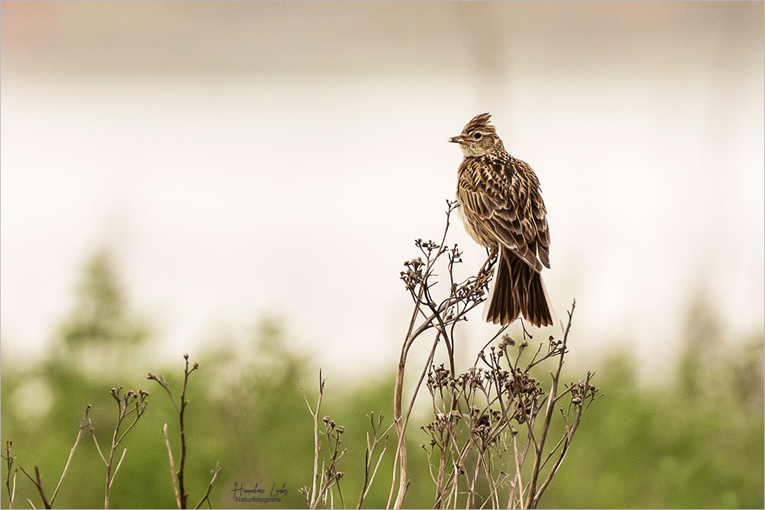 Fernblick