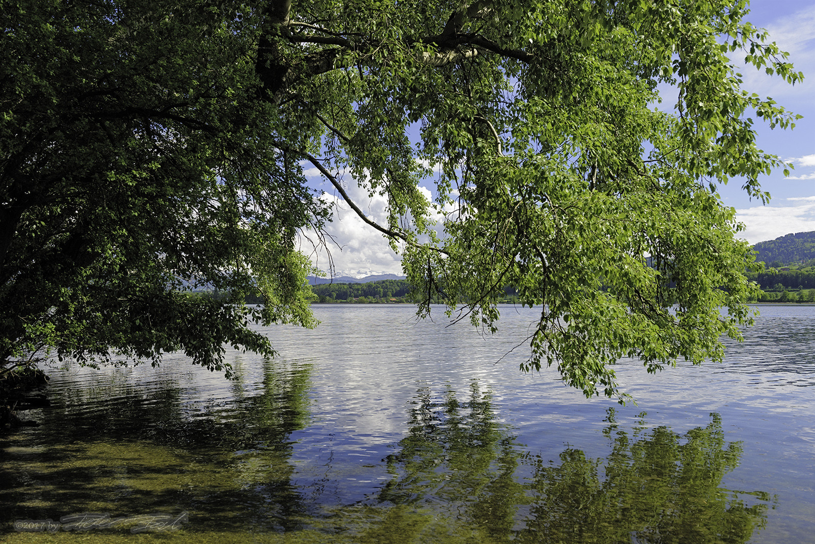 Fernblick durch die Blätter