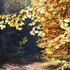 Ferne Hunde im Herbst