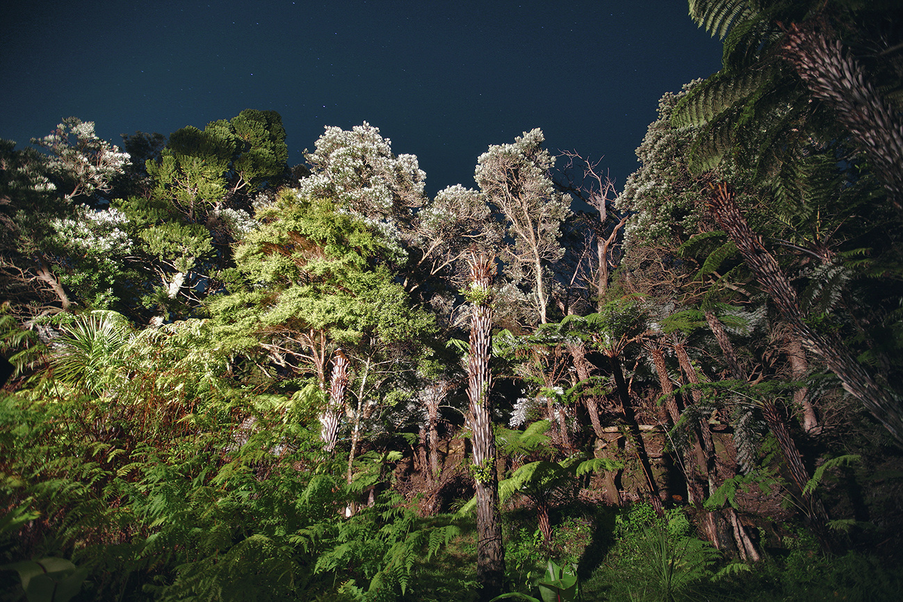 Fern_Forest_Coromandel_North_Island_New_Zealand