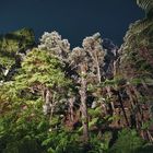 Fern_Forest_Coromandel_North_Island_New_Zealand