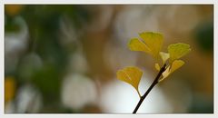 ferngespräch mit ginkgo