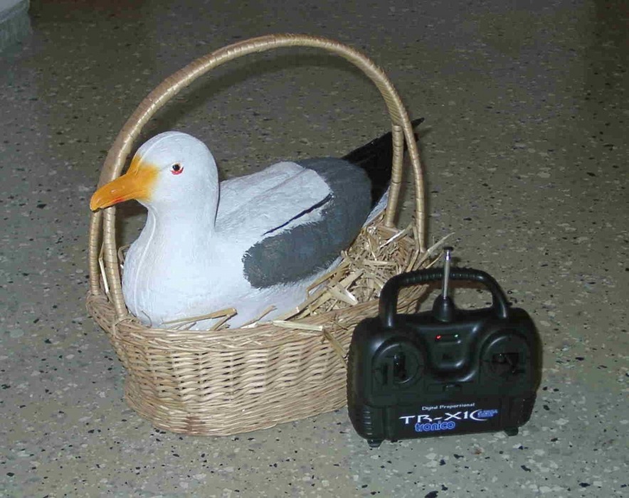 Ferngesteuerte Möwe ....Nur fliegen kann sie nicht ;-)