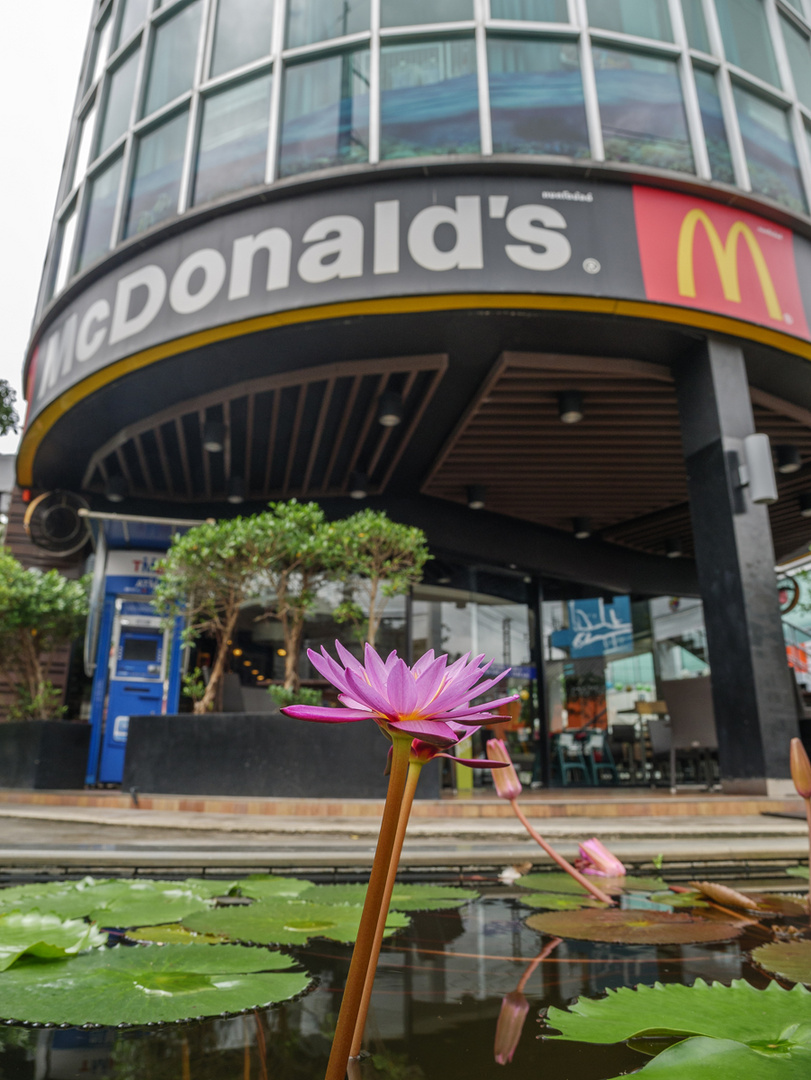 Fernöstliche Seerose vor Fastfood-Restaurant