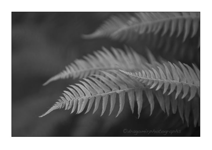 Ferns 2