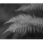 Ferns 2