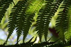 Ferns