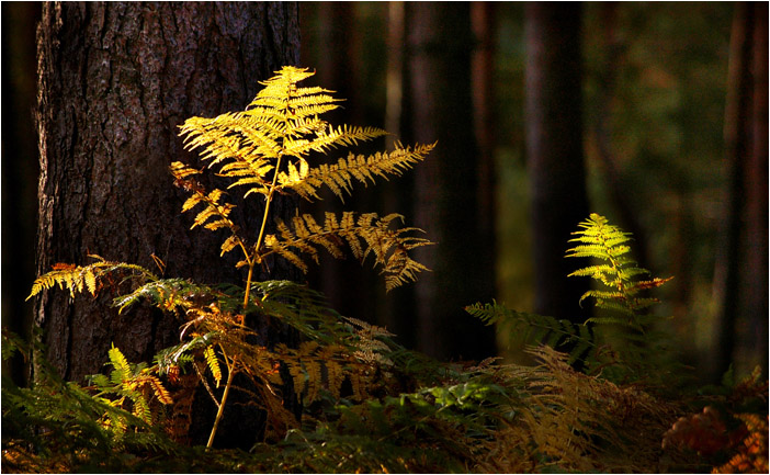 Ferns