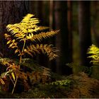 Ferns