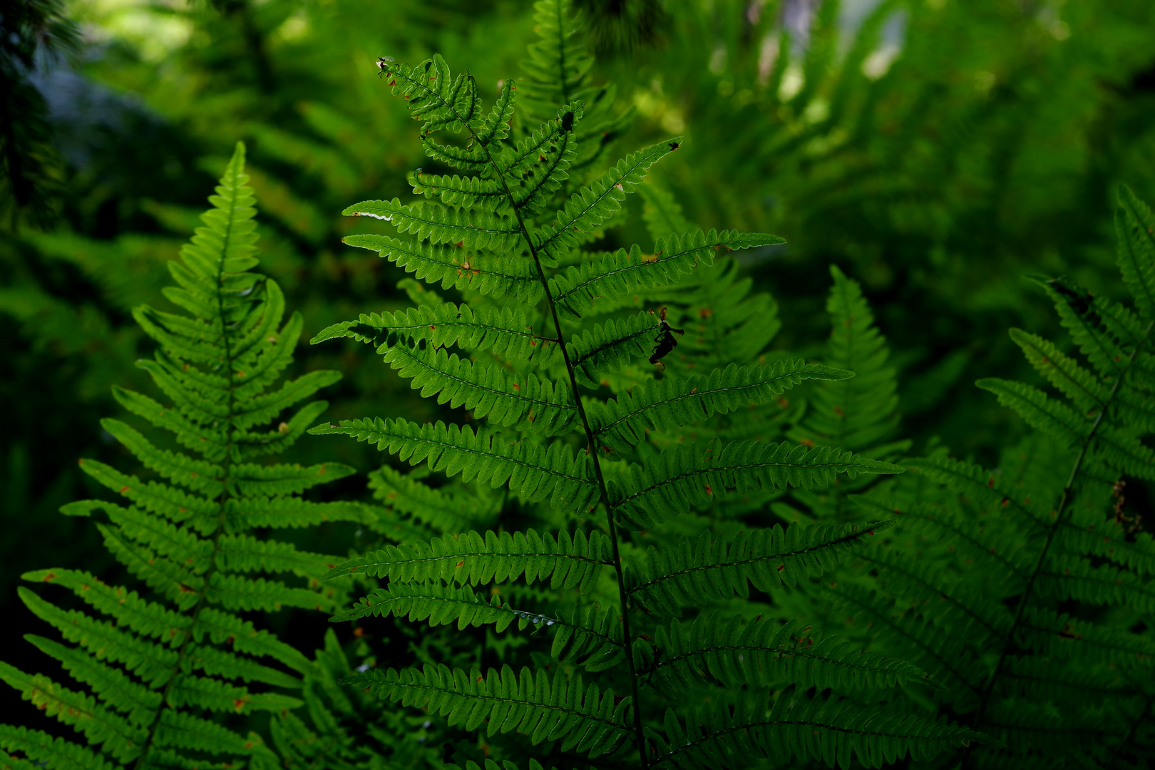 ferns