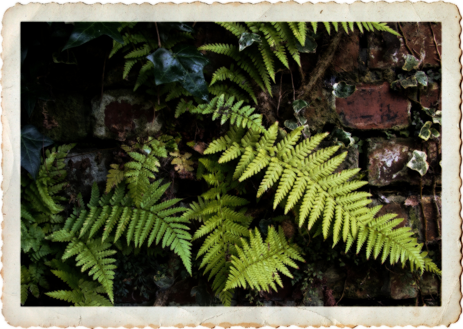 Ferns