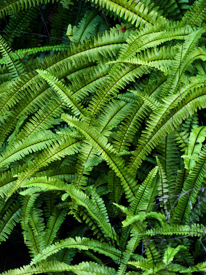 Ferns