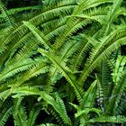 Ferns