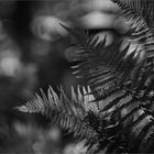 Ferns and graves