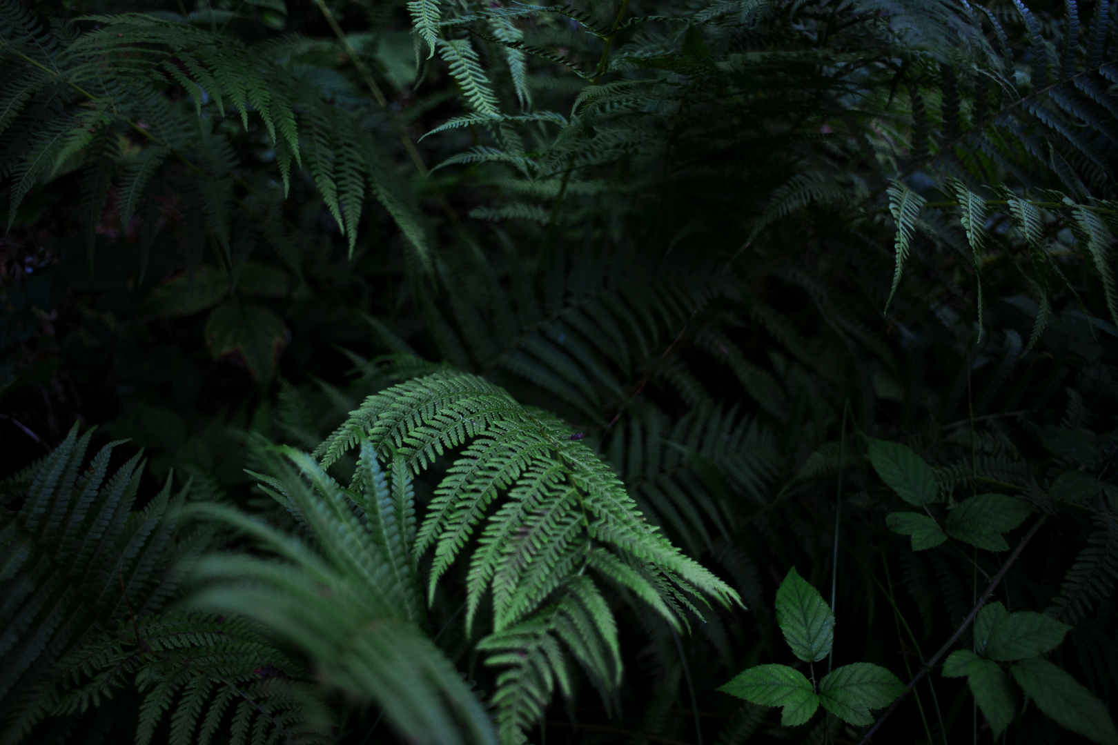 ferns