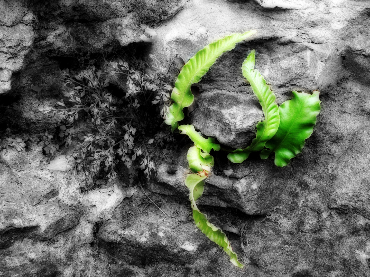 Ferns in a Limestone wall