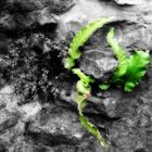 Ferns in a Limestone wall