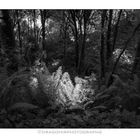 Ferns on Light 