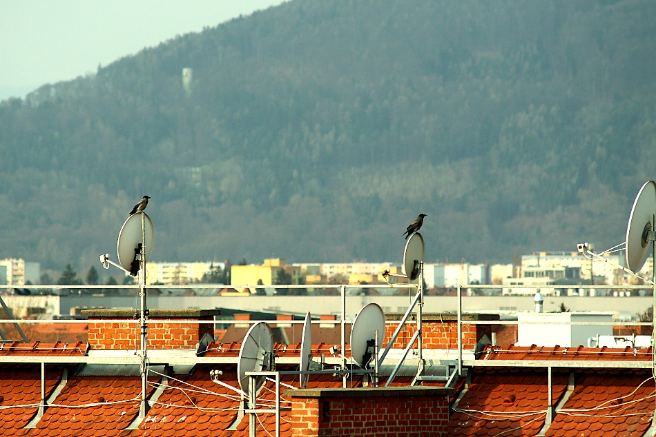 Fernsehen bildet