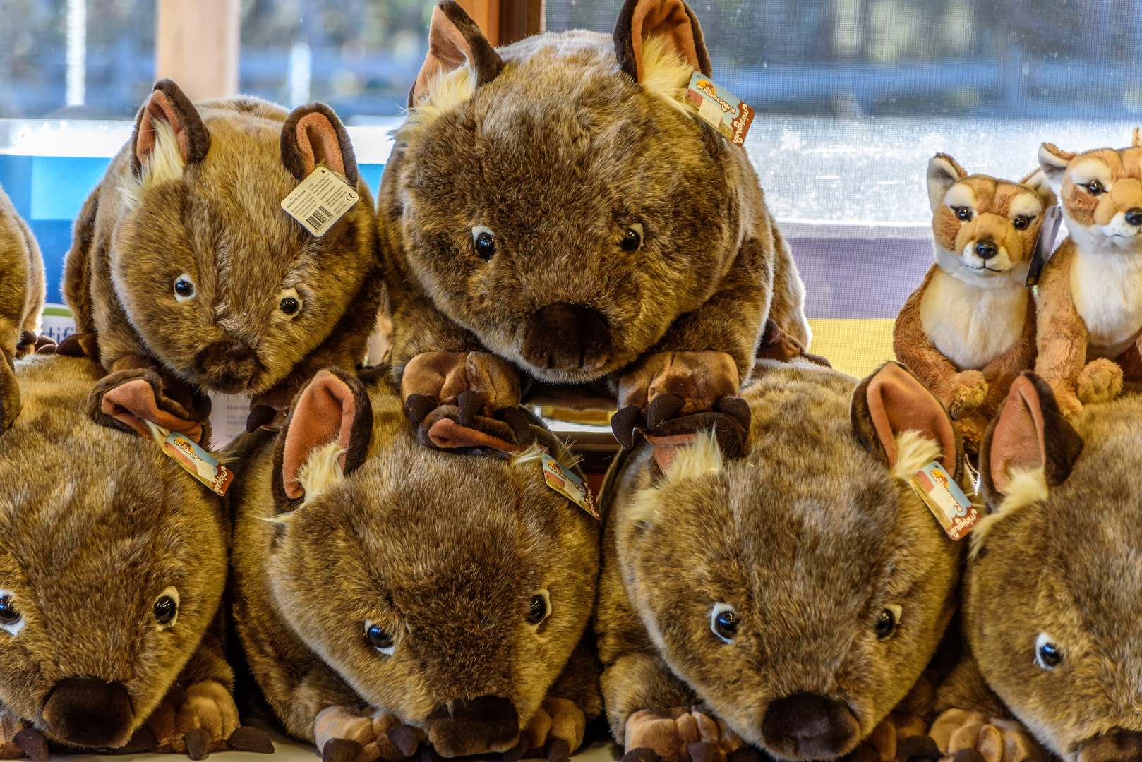 „Fernsehstunde bei den Wombats mit Gästen“