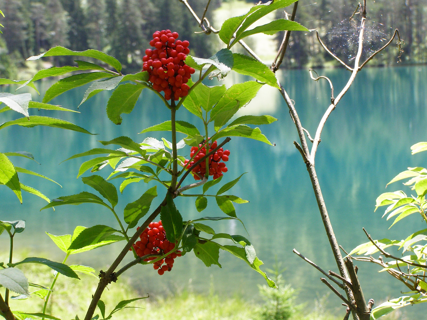 Fernsteinsee